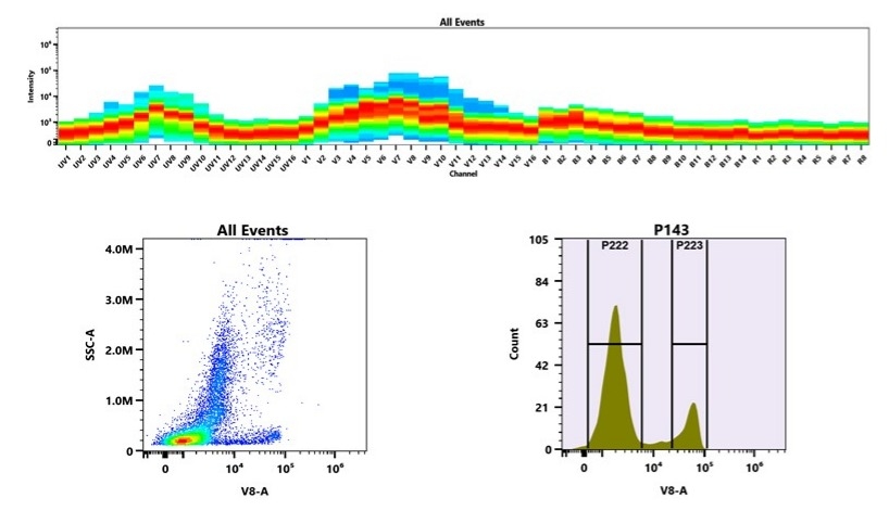 (Top) Spectral emission profiles generated using four spatially offset lasers (355 nm, 405 nm, 488 nm, and 640 nm). Each laser produced a distinct emission pattern, and their combination yielded the composite spectral signature. (Bottom) Flow cytometry analysis of whole blood stained with mFluor™ Violet 540 Anti-human CD8 Antibody *SK1*. The fluorescence signal was monitored using an Aurora spectral flow cytometer in the specific V8-A channel.