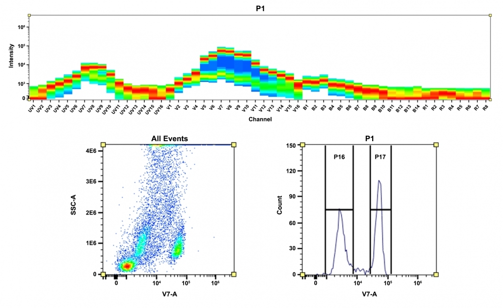 <strong>Top)</strong> Spectral pattern was generated using a 4-laser spectral cytometer. Spatially offset lasers (355 nm, 405 nm, 488 nm, and 640 nm) were used to generate four distinct emission profiles, then, when combined, yielded the overall spectral signature. <strong>Bottom)</strong> Flow cytometry analysis of whole blood cells stained with CD4-mFluor™ Violet 540 conjugate. The fluorescence signal was monitored using an Aurora spectral flow cytometer in the mFluor™ Violet 540 specific V7-A channel.