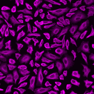 Microtubules of fixed HeLa cells were labeled with anti-α tubulin mouse mAb followed by HRP-labeled goat anti-mouse IgG (Cat No. 16728). The fluorescence signal was developed using mFluor™ Violet 540 styramide and detected with a Violet filter set.