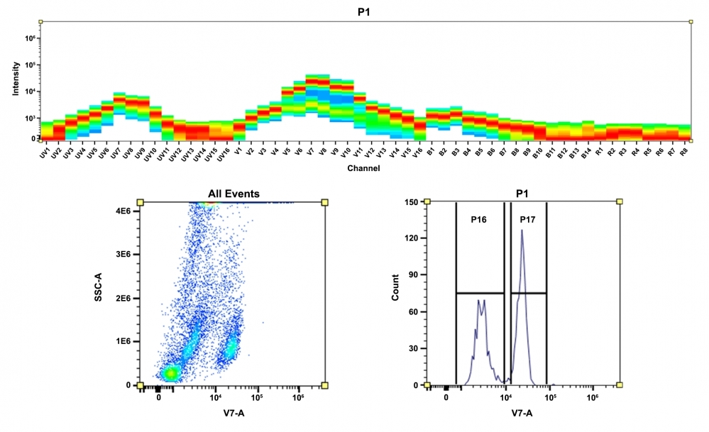 <strong>Top)</strong> Spectral pattern was generated using a 4-laser spectral cytometer. Spatially offset lasers (355 nm, 405 nm, 488 nm, and 640 nm) were used to generate four distinct emission profiles, then, when combined, yielded the overall spectral signature. <strong>Bottom)</strong> Flow cytometry analysis of whole blood cells stained with CD4-mFluor™ Violet 545 conjugate. The fluorescence signal was monitored using an Aurora spectral flow cytometer in the mFluor™ Violet 545 specific V7-A channel.