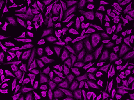 Microtubules of fixed HeLa cells were labeled with anti-α tubulin mouse mAb followed by HRP-labeled goat anti-mouse IgG (Cat No. 16728). The fluorescence signal was developed using mFluor™ Violet 545 styramide and detected with a Violet filter set.