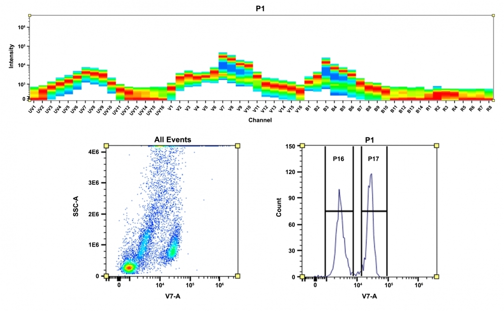 <strong>Top)</strong> Spectral pattern was generated using a 4-laser spectral cytometer. Spatially offset lasers (355 nm, 405 nm, 488 nm, and 640 nm) were used to generate four distinct emission profiles, then, when combined, yielded the overall spectral signature. <strong>Bottom)</strong> Flow cytometry analysis of whole blood cells stained with CD4-mFluor™ Violet 550 conjugate. The fluorescence signal was monitored using an Aurora spectral flow cytometer in the mFluor™ Violet 550 specific V7-A channel.