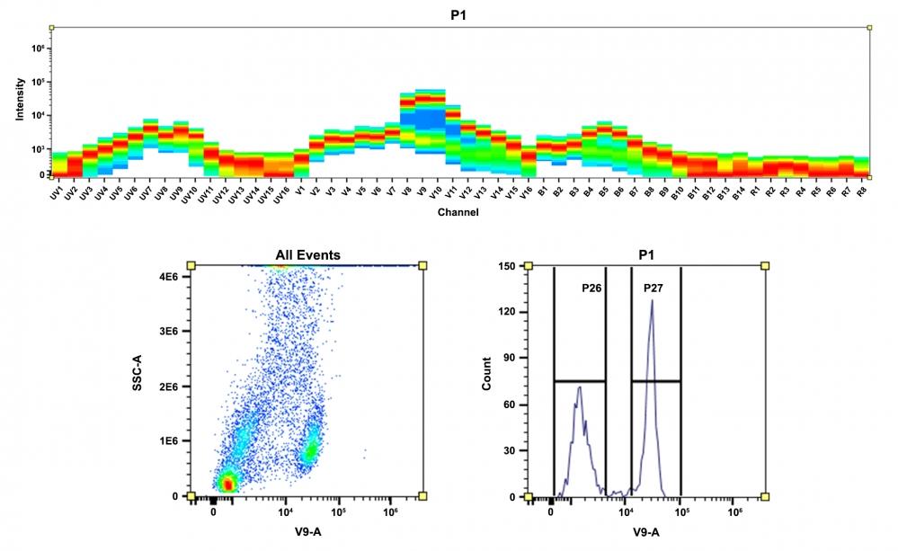 <strong>Top)</strong>&nbsp;Spectral pattern was generated using a 4-laser spectral cytometer. Spatially offset lasers (355 nm, 405 nm, 488 nm, and 640 nm) were used to generate four distinct emission profiles, then, when combined, yielded the overall spectral signature.&nbsp;<strong>Bottom)</strong>&nbsp;Flow cytometry analysis of whole blood cells stained with CD4-mFluor&trade; Violet 590 conjugate. The fluorescence signal was monitored using an Aurora spectral flow cytometer in the mFluor&trade; Violet 590 specific V9-A channel.