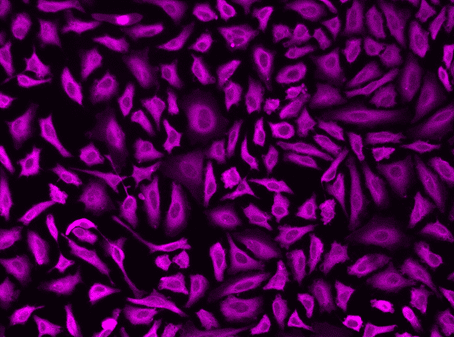 Microtubules of fixed HeLa cells were labeled with anti-α tubulin mouse mAb followed by HRP-labeled goat anti-mouse IgG (Cat No. 16728). The fluorescence signal was developed using mFluor™ Violet 610 styramide and detected with a Violet filter set.