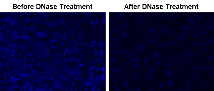 Fluorescence response of MitoDNA™ Blue 470 (5 µM) before and after DNase (2 units/reaction) at 37 °C for 1 hour treatment in HeLa cells. The fluorescence intensities were monitored with fluorescence microscopy.