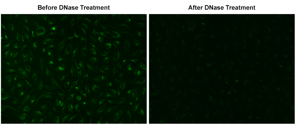 Fluorescence response of MitoDNA™ Green 530 (0.2 µM) in HeLa cells before and after treatment with DNase (2 units/reaction) at 37ºC for 1 hour. Fluorescence intensities were monitored using fluorescence microscopy.