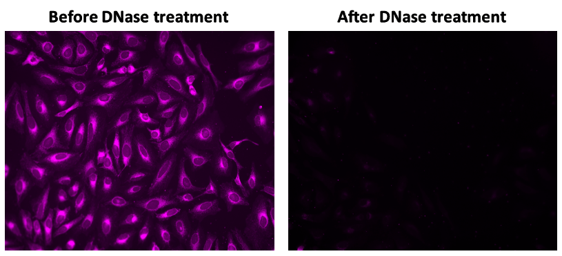 The fluorescence response of MitoDNA™ Red 610 (5 µM) in HeLa cells was assessed before and after DNase treatment. Fluorescence intensities were monitored using fluorescence microscopy.