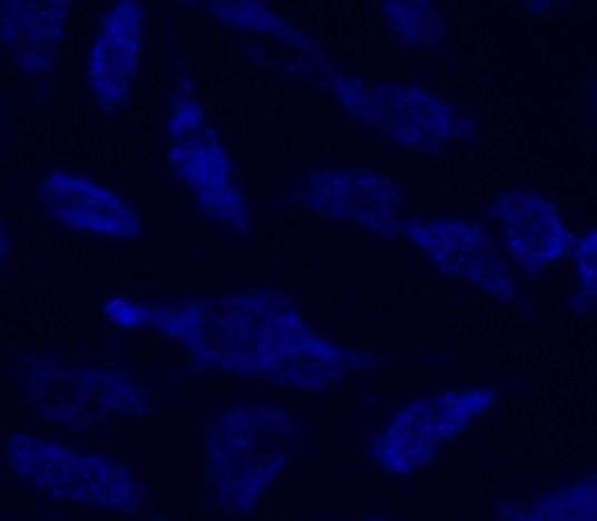 Image of HeLa cells stained with the MitoLilte™ Blue FX490 in a 96-well clear-bottom plate.