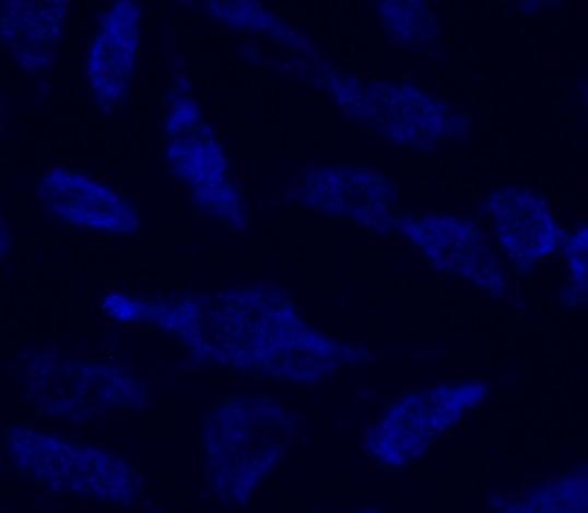 Image of HeLa cells stained with the MitoLilte™ Blue FX490 in a 96-well clear-bottom plate.