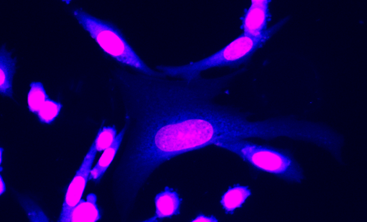 Fixed CPA 47 cells stained with MitoLite™ Blue FX490 (Cat. #22674), shown in blue, and counterstained with Nuclear Yellow (Cat. #17539), pseudocolored magenta. The image was acquired using a fluoresence microscope.