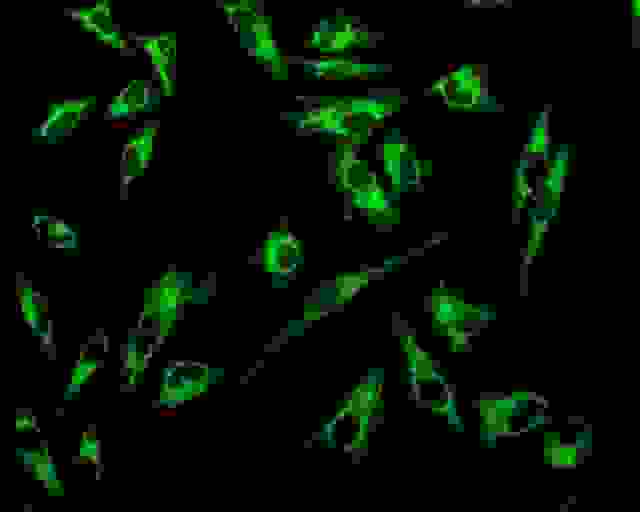 Fluorescence image of HeLa cells stained with MitoLite™ Green EX488 in a Costar black-wall/clear bottom 96-well plate.