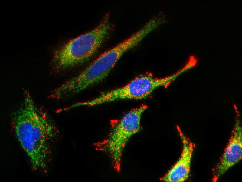 Fluorescence images of HeLa cells stained with MitoLite&trade; Green FM using fluorescence microscope with a FITC filter set (Green). Live cells were co-stained with lysosome&nbsp;dye LysoBrite&trade; Red (Cat#22645, Red) and nuclei stain Nuclear Violet&trade; LCS1 (Cat#17543, Blue).&nbsp;