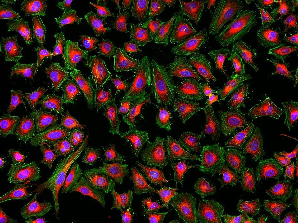 <p>Fluorescence images of HeLa cells stained with MitoLite™ NIR FX690 using fluorescence microscope with a Cy5 filter set (Red). After fixation, the cells were labeled with F-actin dye iFluor® 488-Phalloidin (Cat#23115, Green) and counterstained with Nuclear Blue™ DCS1 (Cat#17548, Blue).</p>