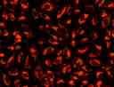 Image of U2OS cells stained with MitoLite™ Orange FX570 in a Costar black wall/clear bottom 96-well plate.