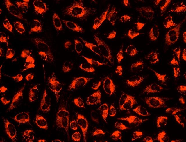Image of U2OS cells stained with MitoLite™ Orange FX570 in a Costar black wall/clear bottom 96-well plate.