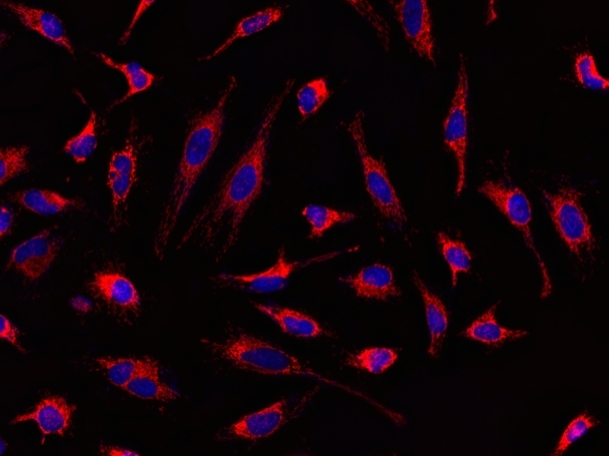 Fluorescence images of HeLa cells stained with MitoLite™ Red CMXRos.<br /> Hela cells were stained with 0.1uM MitoLite™ Red CMXRos in HH buffer at 37<sup>o</sup>C for 30mins, and then washed twice with HH bufer. Cells were imaged with fluorescence microscope using a TRITC filter set (Red). Nuclei were stain with Nuclear Violet™ LCS1 (Cat#17543) and viewed with DAPI filter set (Blue).