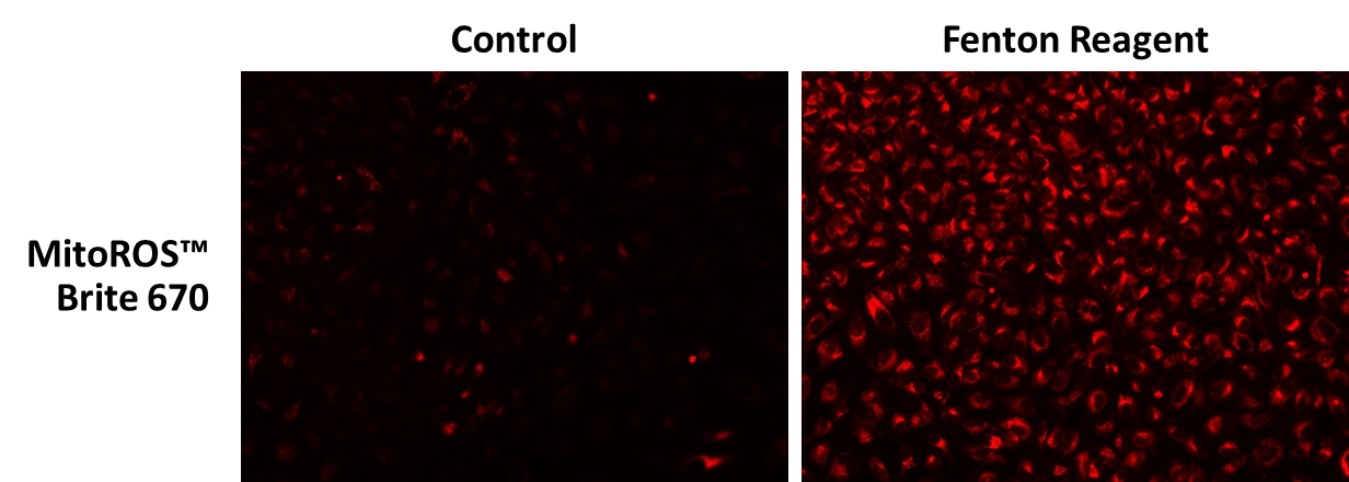 The fluorescence response of MitoROS™ Brite 670 (10 µM) to Fenton Reagent (10 µM CuCl2 and 100 µM H2O2 in HH buffer) was assessed in HeLa cells. Fluorescence intensities were measured using a fluorescence microscope equipped with a Cy5 filter.