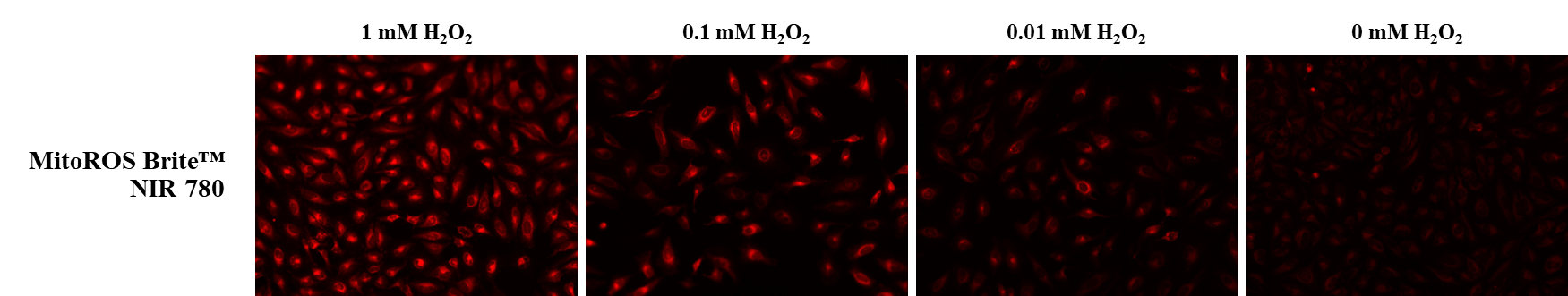 The fluorescence response of MitoROS Brite™ NIR 780 (0.5 µM) to varying concentrations of H2O2 in HeLa cells was assessed. Fluorescence intensities were monitored using a fluorescence microscope equipped with a Cy7 filter.