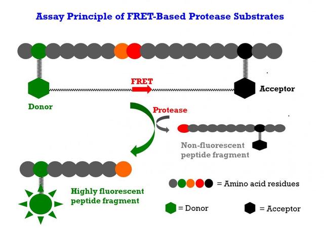 The internally quenched FRET peptide substrate is digested by a protease to generate the highly fluorescent peptide fragment. The fluorescence increase is proportional to the protease activity.