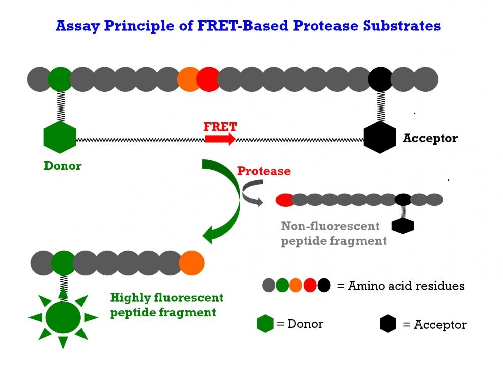<p>The internally quenched FRET peptide substrate is digested by a protease to generate the highly fluorescent peptide fragment. The fluorescence increase is proportional to the protease activity.</p>