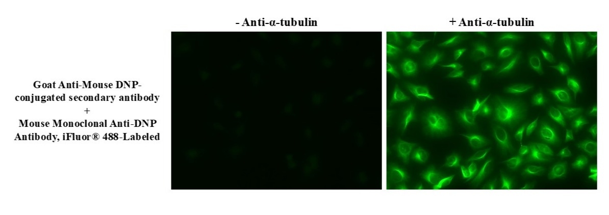 Fluorescent detection of α-tubulin in HeLa cells using Mouse Monoclonal Anti-DNP Antibody, iFluor® 488-Labeled. Fixed HeLa cells were incubated with 1 µg/mL anti-α-tubulin mouse monoclonal antibody for 1 hour at room temperature, followed by goat anti-mouse DNP-conjugated secondary antibody. Fluorescence was then detected using Mouse Monoclonal Anti-DNP Antibody, iFluor® 488-Labeled (#46873).