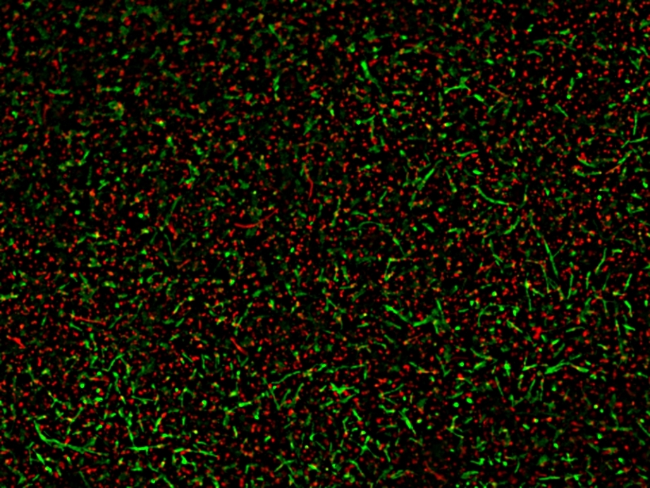 A mixed population of live and dead <em>Bacillus subtilis </em>was stained with MycoLight™ Fluorescence Live/Dead Bacterial Imaging Kit. Live bacteria with active intracellular esterase showed green fluorescence, while 70% alcohol-killed dead bacteria with compromised membranes showed red fluorescence.