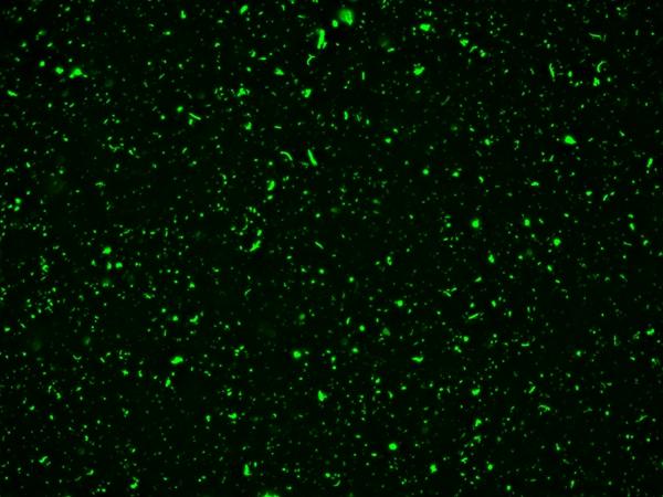 <em>E.Coli</em> were stained with 5 uM of MycoLight&trade; Green JJ99 for 30 minutes and imaged with FITC channel.
