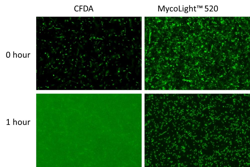 Fluorescence images of <em>E.coli</em> stained with CFDA or MycoLight&trade; Live Bacteria Fluorescence Imaging Kit. CFDA requires washing steps before imaging to minimize background, while no washing is needed using this kit (Cat#22409). The staining efficiency of MycoLight&trade; 520 is much higher than CFDA as more bacteria show green fluorescence. The signal of MycoLight&trade; 520 remains in cells after 1 hour of staining while CFDA leaks out readily. Same amount of bacteria were presented in each sample and fluorescence images were taken under the same exposure time.