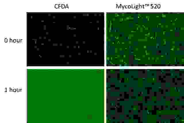 Fluorescence images of <em>E.coli</em> stained with CFDA or MycoLight™ Live Bacteria Fluorescence Imaging Kit. CFDA requires washing steps before imaging to minimize background, while no washing is needed using this kit (Cat#22409). The staining efficiency of MycoLight™ 520 is much higher than CFDA as more bacteria show green fluorescence. The signal of MycoLight™ 520 remains in cells after 1 hour of staining while CFDA leaks out readily. Same amount of bacteria were presented in each sample and fluorescence images were taken under the same exposure time.