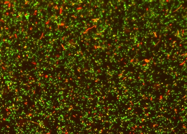 MycoLight™ Rapid Fluorescence Bacterial Gram Stain Kit