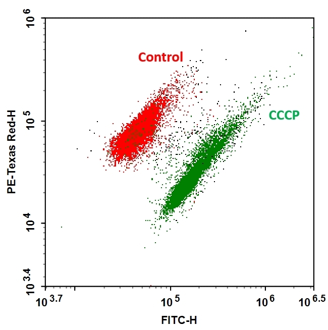 <p><em>Bacillus </em><em>subtilis </em>was cultured to log phase and diluted to the concentration of 1 x 10<sup>6</sup> cells per mL in PBS. Cells were then treated with 5 µM CCCP for 20 min and incubated with 1X MycoStain It™ Green for 30 min before flow cytometry analysis.</p>