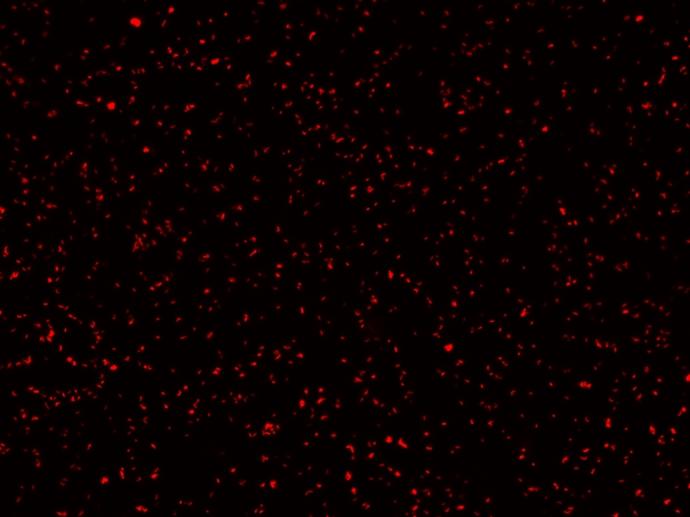 <em>Rhodococcus</em> <em>qingshengii</em> was stained with 2.5 &mu;M of MycoLight&trade; Red JJ94 for 20 minutes. Image was taken by Keyence florescent microscope with Cy5 filter set.