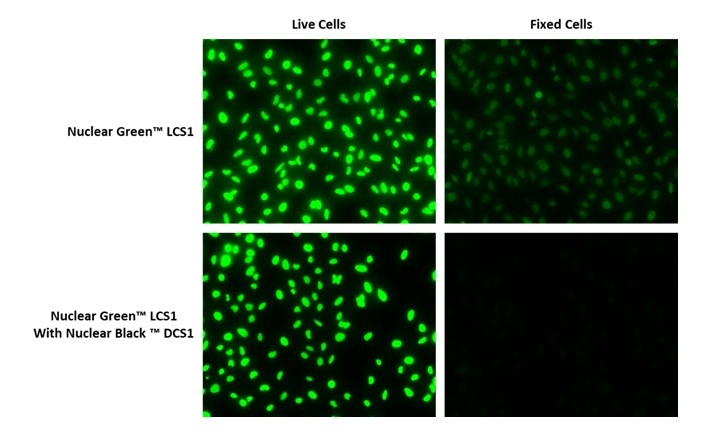 Fluorescence image of Fixed HeLa cells stained with Nuclear Green™ LCS1 (Cat. #17540) only and stained with Nuclear Green™ LCS1 (Cat. #17540) and Nuclear Black™ DCS1 (Cat. #17691). Nuclear Black™ DCS1 quenches the staining of Nuclear Green™ LCS1 in fixed cells.