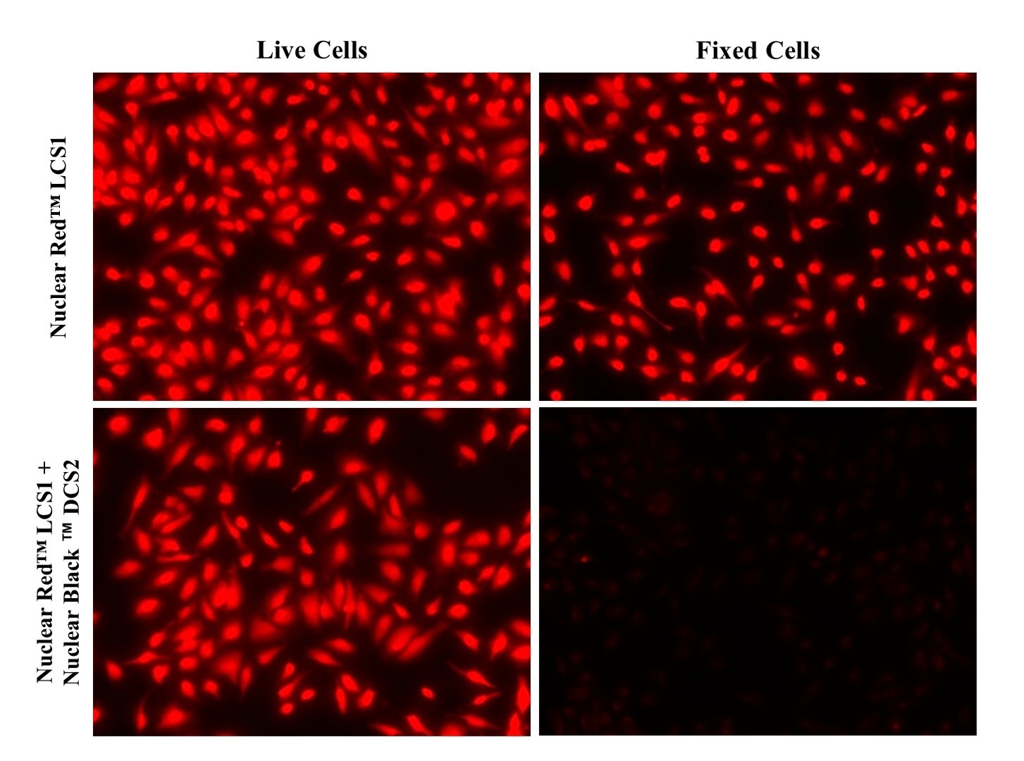 Fluorescence image of live and fixed HeLa cells stained with Nuclear Red™ LCS1 (Cat. #17542) only and stained with Nuclear Red™ LCS1 (Cat. #17542) and Nuclear Black™ DCS2 (Cat. #17692). Nuclear Black™ DCS2 quenches the staining of Nuclear Red™ LCS1 in fixed, but not the live cells.