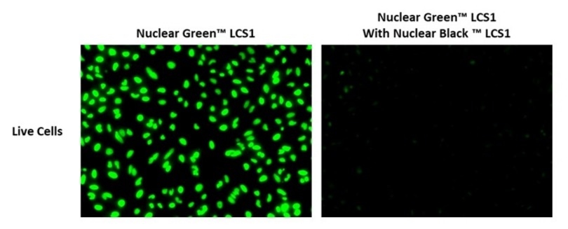 Fluorescence image of live HeLa cells stained with Nuclear Green™ LCS1 (Cat. #17540) only and stained with Nuclear Green™ LCS1 (Cat. #17540) and 1X Nuclear Black™ LCS1 (Cat. #17690). Nuclear Black™ LCS1 quenches the staining of Nuclear Green™ LCS1 in live cells.