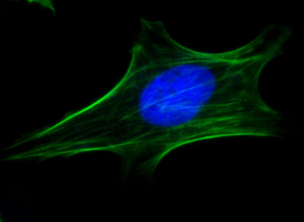 Fluorescence image of HeLa cells fixed with 4% formaldehyde then stained with iFluor 488 Phalloidin (Cat#23115, Green) and nuclei stain Nuclear Blue™ DCS1 (Cat#17548, Blue).