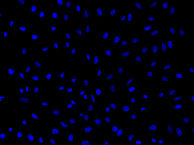 Fluorescence image of live HeLa cells stained with Nuclear Blue™ LCS1 (Cat. 17559) and visualized using a fluorescence microscope equipped with a DAPI filter set.