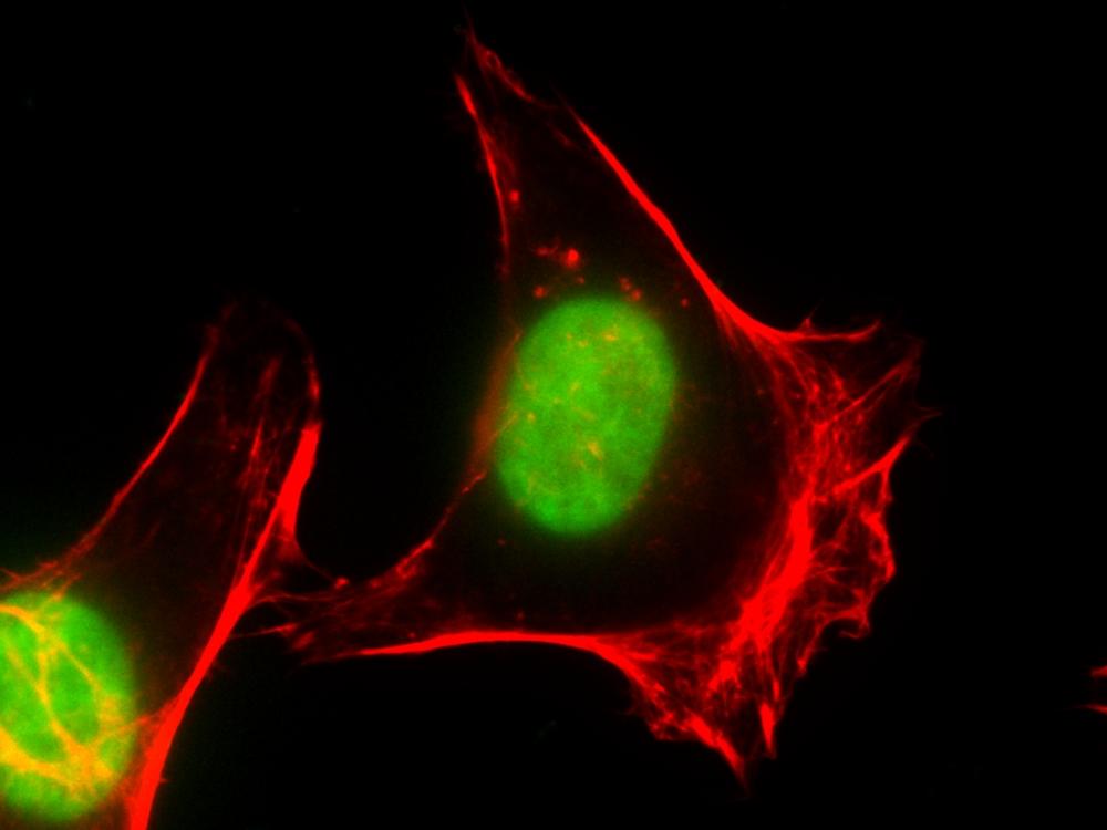 Fluorescence image of HeLa cells fixed with 4% formaldehyde then stained with iFluor 594 Phalloidin (Cat#23122, Red) and nuclei stain Nuclear Green&trade; DCS1 (Cat#17550, Green)