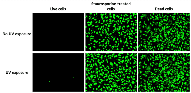 Live, apoptotic (Staurosporine treated cells), and dead (4% formaldehyde-treated) HeLa cells were stained with Nuclear Green™ Photo-Fixable DCS1 dye and imaged using a fluorescence microscope equipped with a FITC filter set. The images were captured before and after fixation with a 365 nm Transilluminator for 20 minutes.