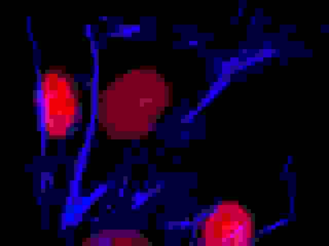 Fluorescence image of HeLa cells fixed with 4% formaldehyde then stained with iFluor 350 Phalloidin (Cat#23110, Blue) and nuclei stain Nuclear Orange™ DCS1 (Cat#17551, Red)