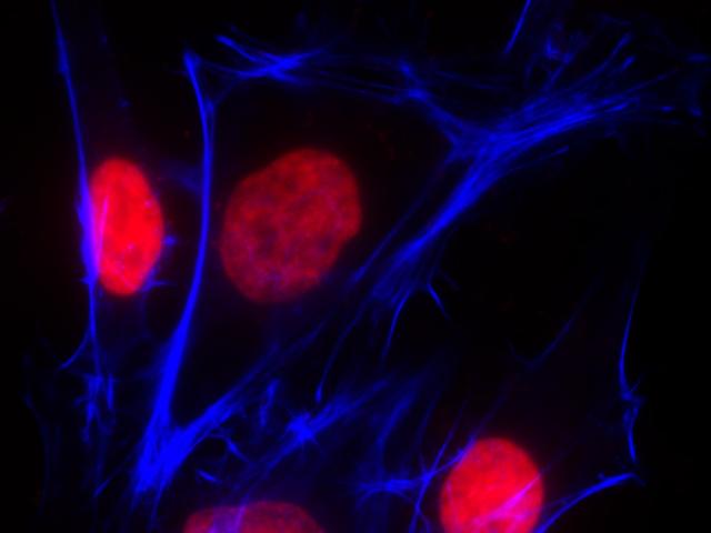 Fluorescence image of HeLa cells fixed with 4% formaldehyde then stained with iFluor 350 Phalloidin (Cat#23110, Blue) and nuclei stain Nuclear Orange™ DCS1 (Cat#17551, Red)