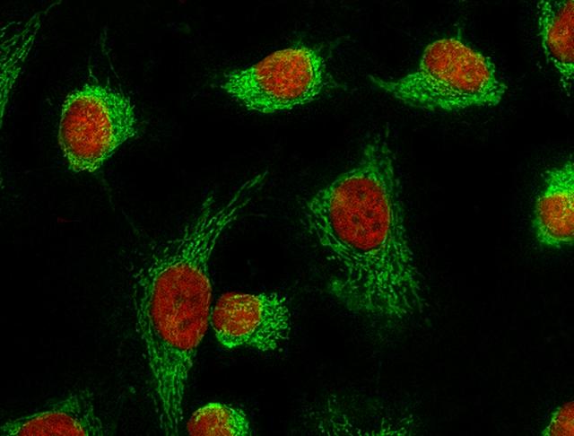 Fluorescence images of HeLa cells stained with MitoLite&trade; Green FM using fluorescence microscope with a FITC filter set (Green). Live cells were co-stained with nuclei stain Nuclear Orange&trade; LCS1 Cat. 17541 (Red).