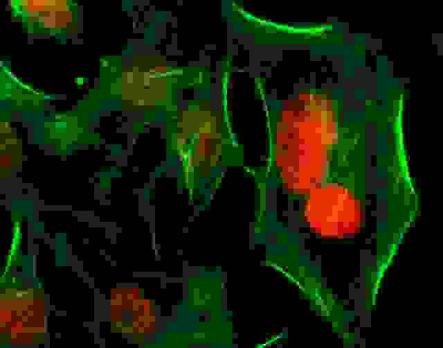 Fluorescence image of HeLa cells fixed with 4% formaldehyde then stained with iFluor 488 Phalloidin (Cat#23115, Green) and nuclei stain Nuclear Red™ DCS1 (Cat#17552, Red)