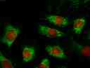 Fluorescence images of HeLa cells stained with MitoLite™ Green FM (Cat. 22695) using fluorescence microscope with a FITC filter set (Green). Live cells were co-stained with nuclei stain Nuclear Red™ LCS2 Cat. 17545 (Red)