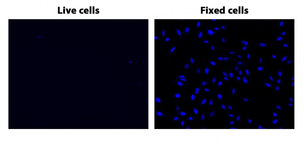 Fixed and Live (non-fixed) HeLa cells were plated on 96-well plates, incubated with Nuclear Violet&trade; DCS1 1 &micro;M for 20 minutes, and imaged with a DAPI channel.
