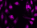 Fluorescence image of HeLa cells fixed with 4% formaldehyde and then stained with Nuclear Violet™ DCS1.