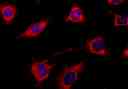 Fluorescence image of live HeLa cells stained with Nuclear Violet™ LCS1(Cat. 17543) and MitoLite™ Deep Red FX660 (Cat. 22678) using fluorescence microscope with a DAPI and Cy5 filter set.
