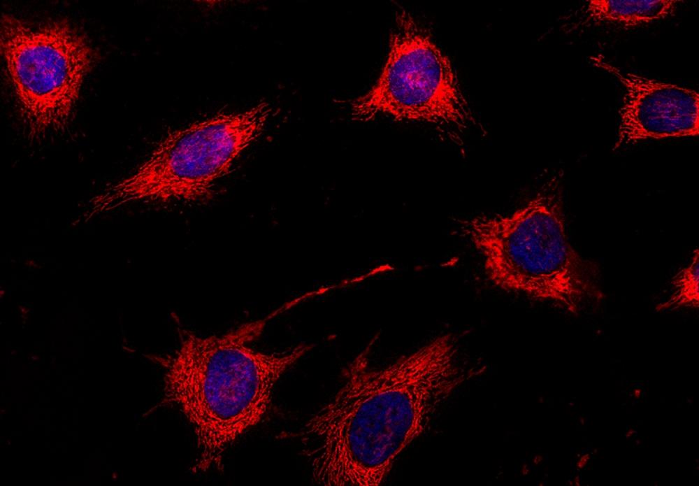 Fluorescence image of live HeLa cells stained with Nuclear Violet&trade; LCS1(Cat. 17543) and MitoLite&trade; Deep Red FX660&nbsp;(Cat. 22678) using fluorescence microscope with a DAPI and Cy5 filter set.