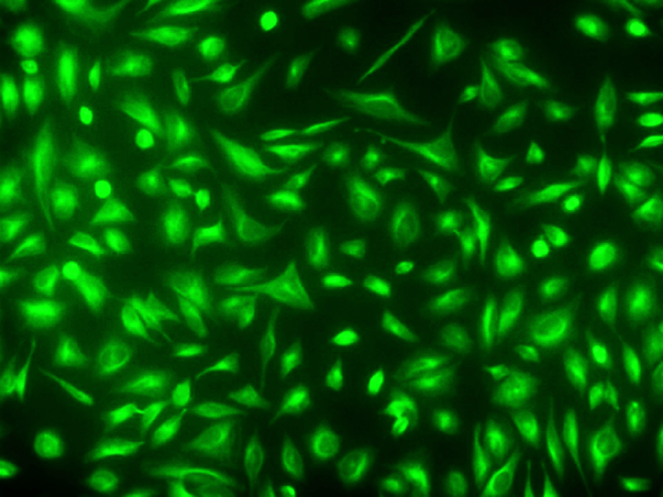 Imaging of tubulin in live HeLa cells: HeLa cells were labeled for 60 minutes at 37°C with OG488 Diacetate Taxol Conjugate (Cat# 23176). Fluorescent images were captured using a fluorescence microscope with a FITC filter set.