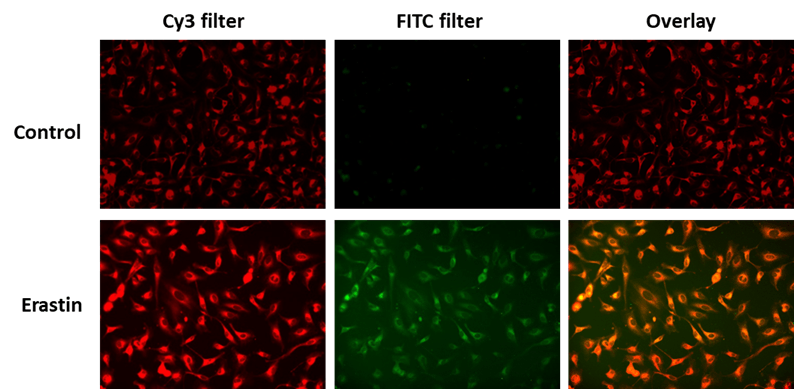 Fluorescence response of OxiVision™ Ratiometric Mitochondrial Lipid Peroxidation Sensor (1000 nM) in HeLa cells with or without Erastin (10 µM) treatment at 37 ºC in a 5% CO2 incubator for 30 minutes. The fluorescence intensities were monitored with fluorescence microscopy using FITC and Cy3 filters.